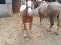 Hengst, Pferde — Foto 6