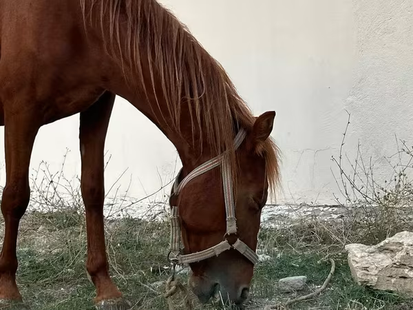 Pastuv, Karabakh horse