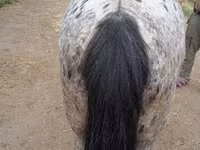 Cavalo, Appaloosa — foto 4