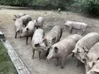Säue, Schweine — Foto 4