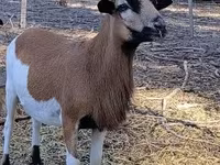 मेढ़ा, Cameroon sheep — फ़ोटो 5
