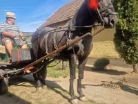 Cavalo, Cavalos — foto 6