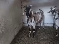 Kozioł, Nubian Goat — zdjęcie 1
