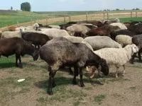 Baran, Owce — zdjęcie 1