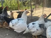 أميروكانا — الصورة 1