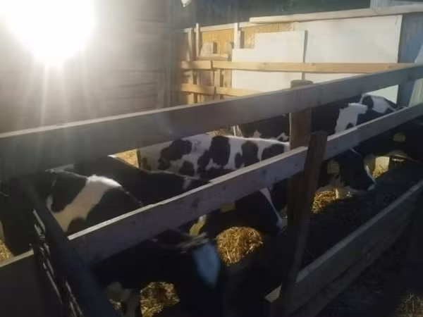 Buğa, Russian Black pied cattle — Macarıstan