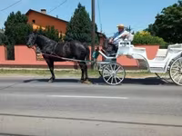 فرس, Nonius horse — الصورة 3