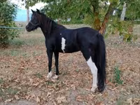 母马, Horses — 照片 4
