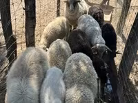 Owca, Merino sheep — zdjęcie 4