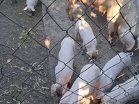 Locha, Świnie — zdjęcie 1