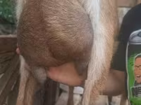 Теке, Alpine goat — 5-сурет