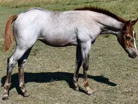 Kobila, Quarter Horse — fotografija 7