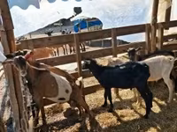 Billy Goat, Goats — photo 1