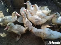Ducks — fotografija 7
