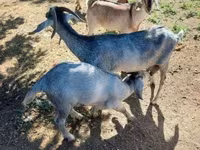 公山羊, Nubian Goat — 照片 2