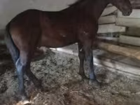 Cheval, Nonius horse — photo 1