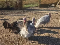 Turkeys — zdjęcie 1