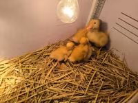Ducks — zdjęcie 2