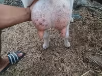 Cabra, Cabras — foto 4