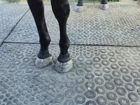 雌馬, Nonius horse — 写真 4