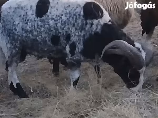Carnero, Jacob's sheep