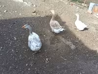 Geese — Foto 1