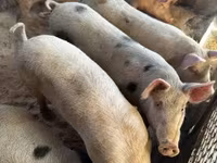 Sow, Pigs — photo 6