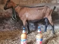 Ziegenbock, Alpine goat — Foto 5