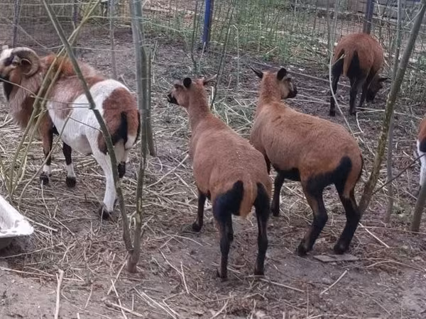 Қошқар, Cameroon sheep
