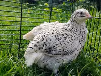 Quails — Foto 1