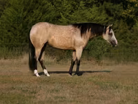 Kobyła, Quarter Horse — zdjęcie 1