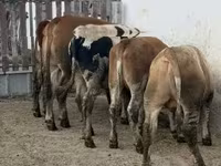 सांड, लिमोज़िन गाय — फ़ोटो 3