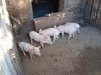 Knur, Świnie — zdjęcie 3