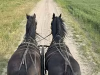 घोड़ा, Friesian — फ़ोटो 1