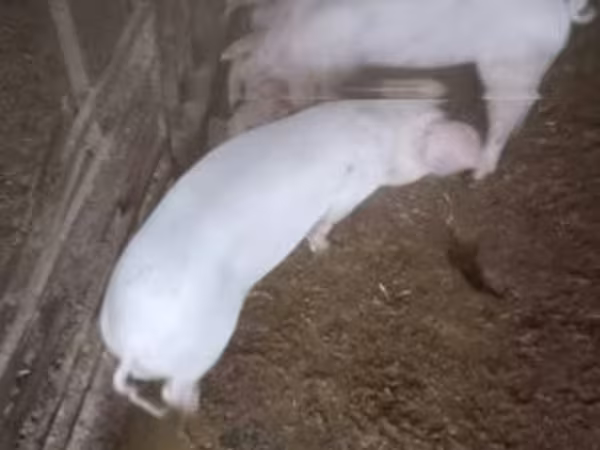 Verrat, Porcs — Hongrie