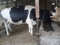 Cow, Russian Black pied cattle — photo 5