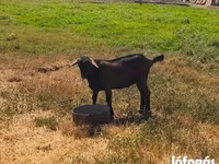 बकरा, Nubian Goat — फ़ोटो 4