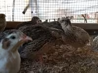 Quails — الصورة 5