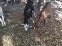 公山羊, Goats — 照片 3