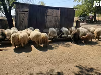 Widder, Racka sheep — Foto 5