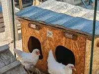Chickens — 照片 4