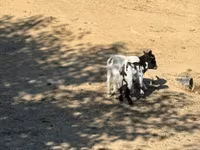 母山羊, Dutch Landrace goats — 照片 2