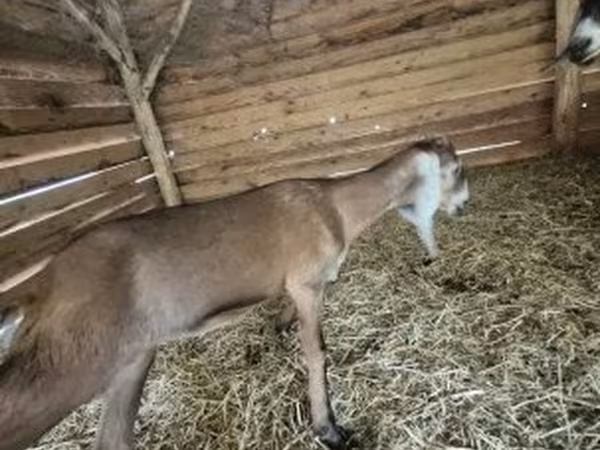 Koza, Nubian Goat