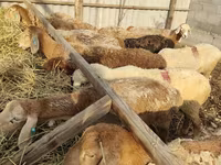 Sheep, Sheep — photo 3