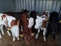 Buqa, Simmental cattle — 8-rasm