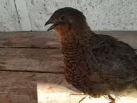 Quails — foto 4
