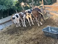 सांड, Simmental cattle — फ़ोटो 2