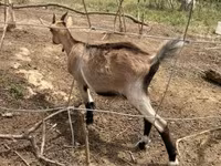 母山羊, Nubian Goat — 照片 5