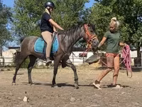 فرس, Hucul pony — الصورة 6