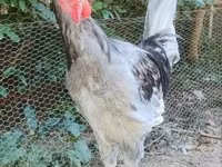 Chickens — Foto 3
